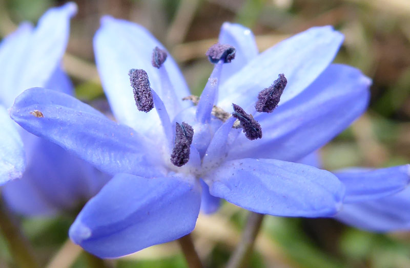 Scilla bifolia - Aspargaceae